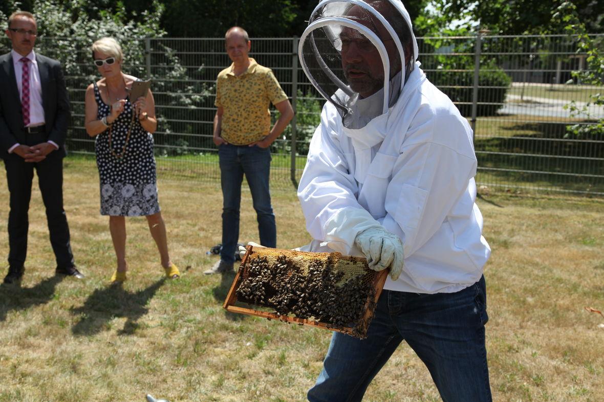 Imker zeigt Gästen des Concordia Parks Bienenwaben.
