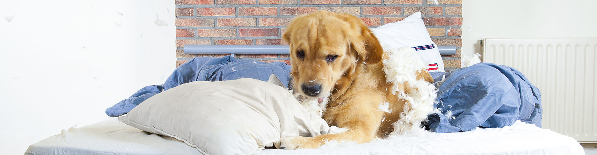 Ein Hund liegt auf einem Bett und zerbeißt das Kopfkissen.