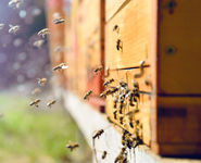 Bienen schwärmen vor einem Bienenstock