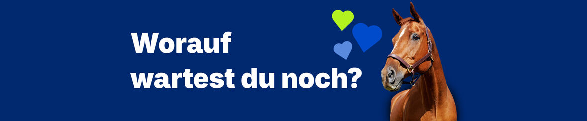 Pferd auf dunkelblauem Hintergrund mit dem Text "Worauf wartest du noch?"