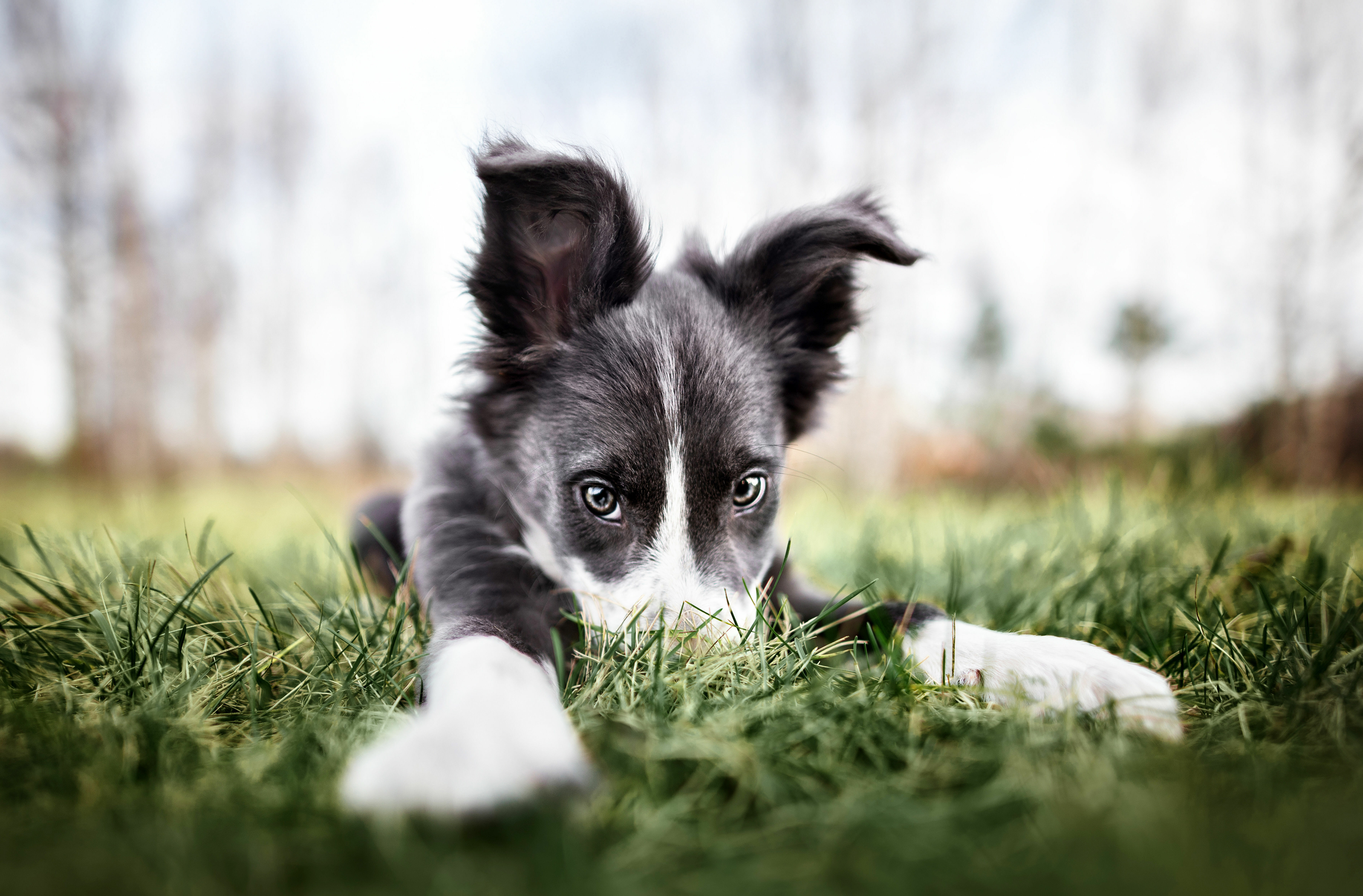 Hundewelpe liegt auf Gras und guckt in die Kamera