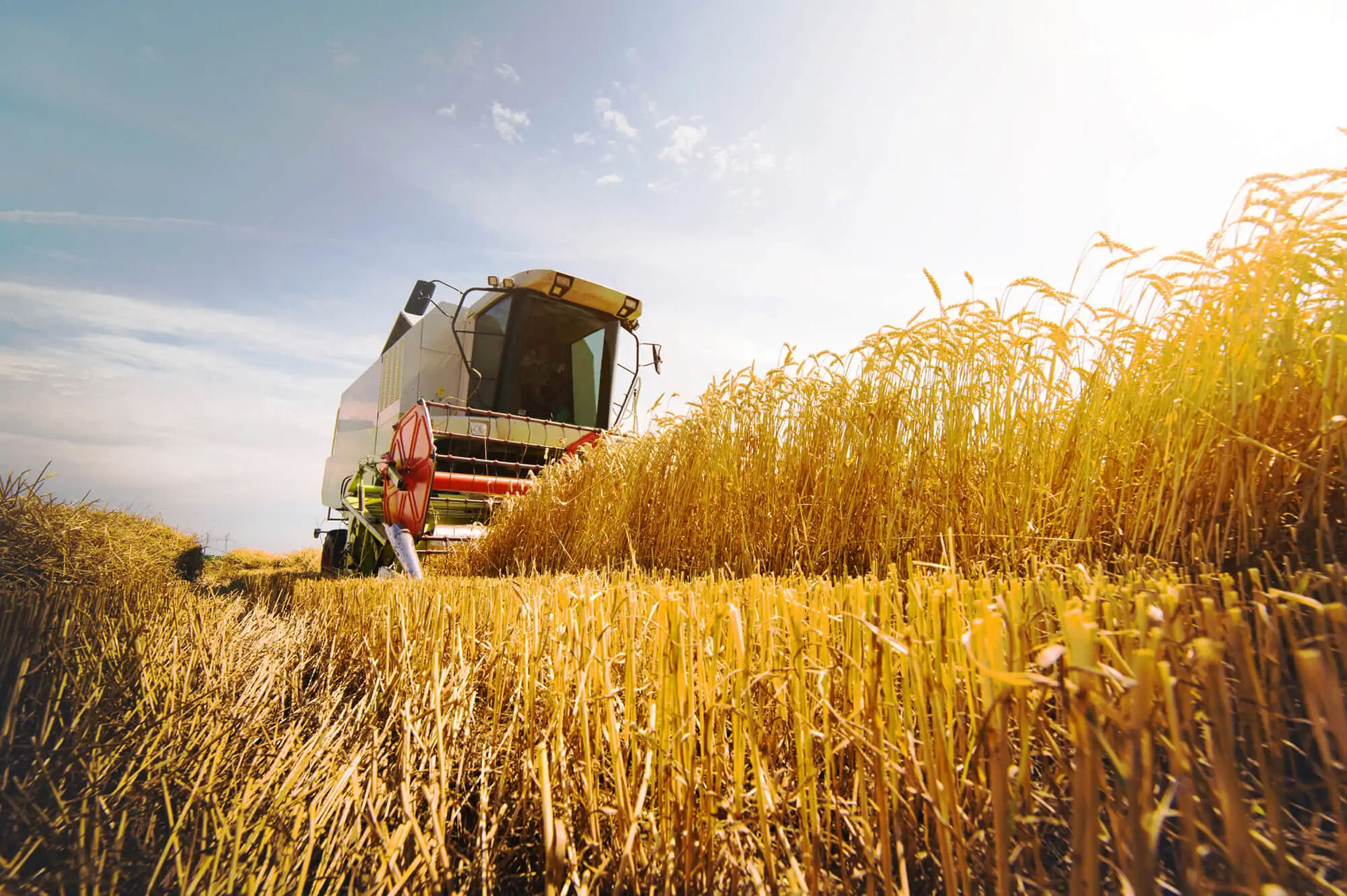Getreidefeld mit Mähdrescher
