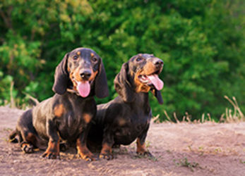 Zwei Hunde schauen in die Kamera.