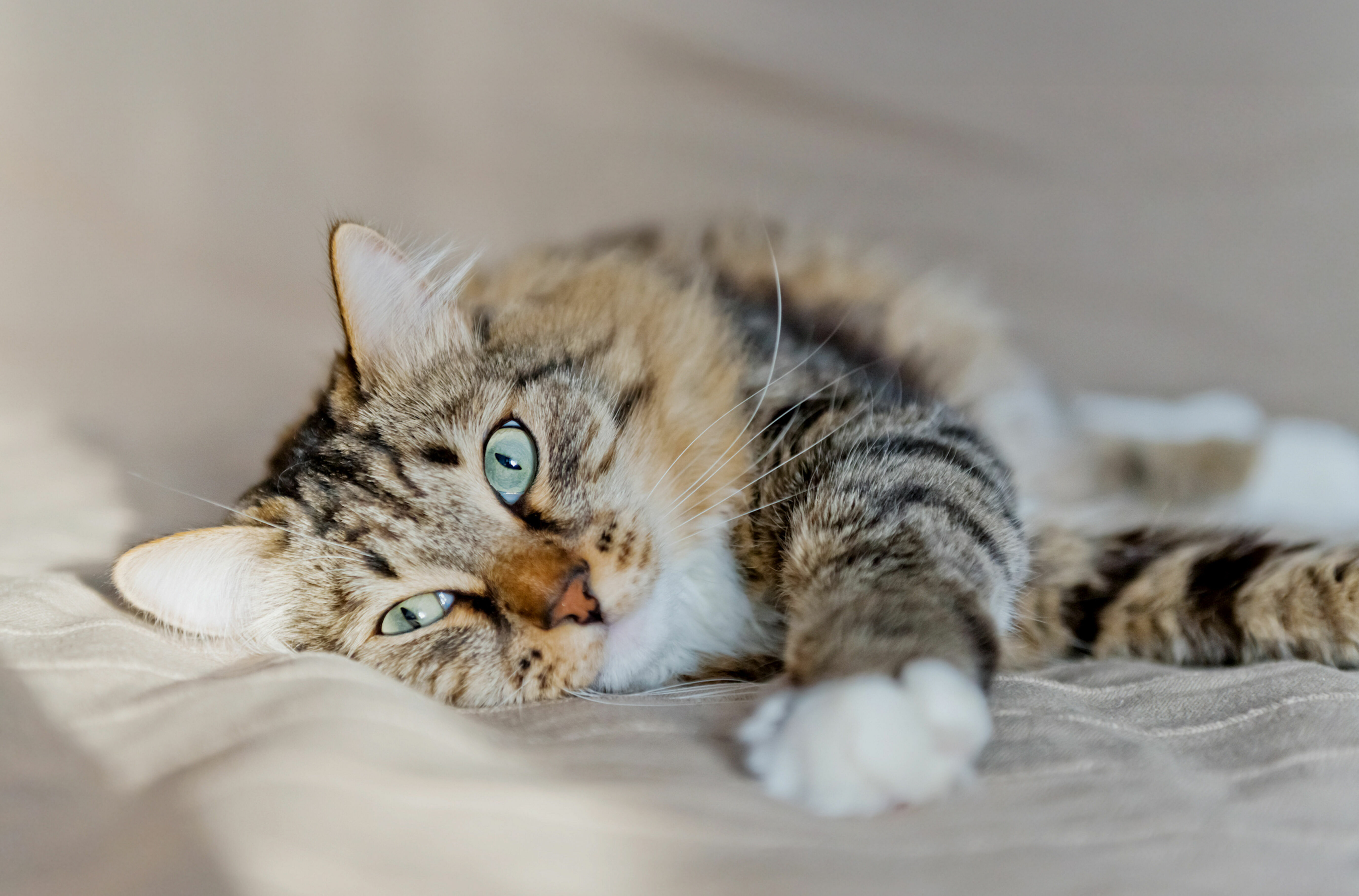 Katze liegt auf der Seite und hat die Pfoten von sich gestreckt und guckt in die Kamera