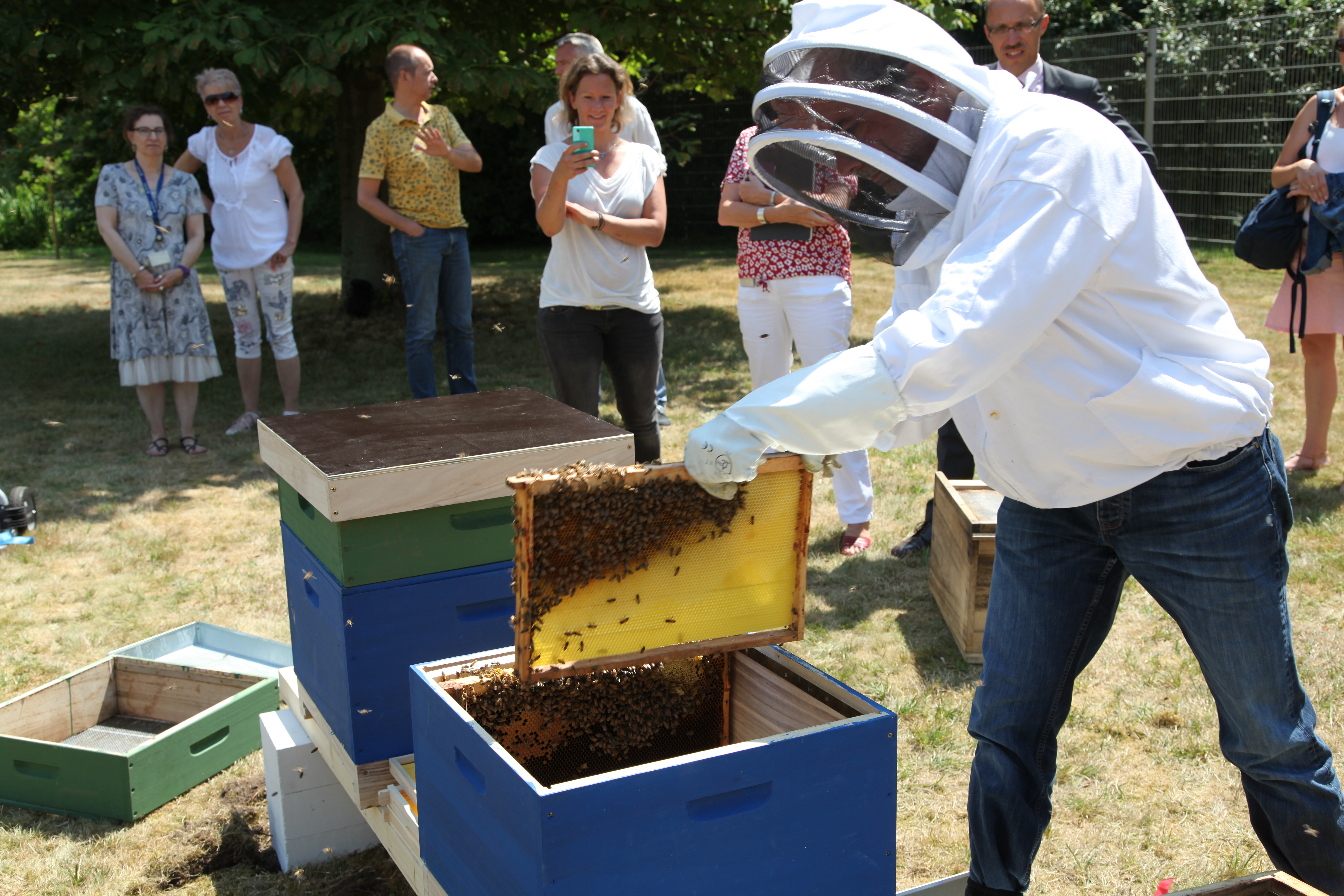 Imker setzt Waben in den neuen Bienenstock im Concordia Park ein.